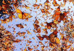 2021 Fall Sesshin: Koan Practice or Not? Going Beyond Form