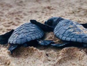 Entering the World with Open Hands