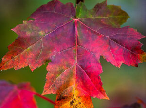 Dharma Theme: All of Autumn Is in the One Leaf – Great Fall Sesshin 2023