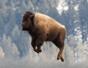 Like a Buffalo Through a Window